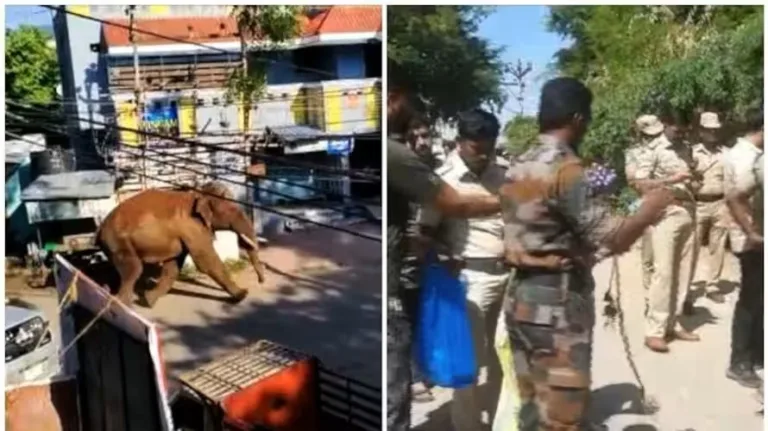 അരിക്കൊമ്പനെ മയക്കുവെടിവച്ച് പിടികൂടാനൊരുങ്ങി തമിഴ്നാട്; കുങ്കിയാനകളെ എത്തിക്കും