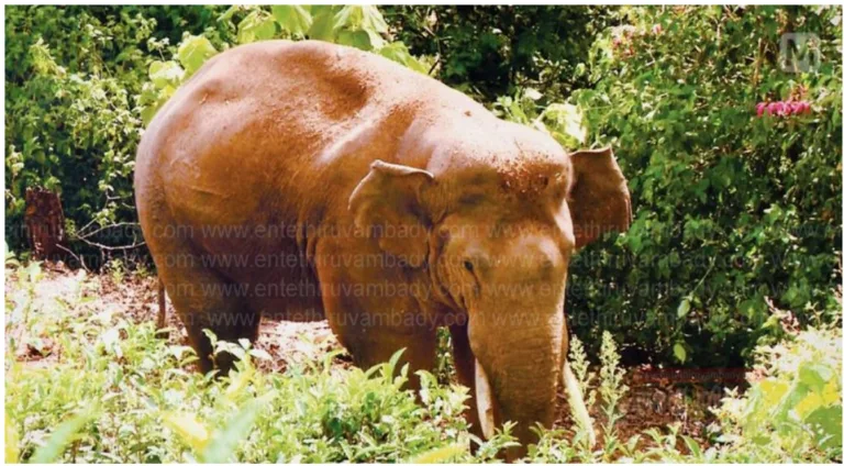 മുല്ലക്കുടിയിലേക്ക് തിരിച്ചെത്തി അരിക്കൊമ്പൻ; രണ്ടുദിവസമായി തുടരുന്നത് ഒരേ സ്ഥലത്തെന്ന് വനംവകുപ്പ്