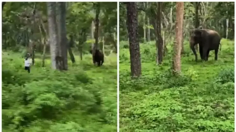 ഫോട്ടോ പകർത്താൻ ശ്രമിച്ച യുവാവിനെ ഓടിച്ച് കാട്ടാന, രക്ഷപ്പെട്ടത് തലനാരിഴക്ക്, പിഴയീടാക്കി വനംവകുപ്പ്: വീഡിയോ