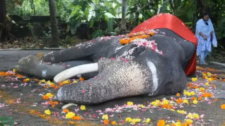 അഞ്ചര പതിറ്റാണ്ടിലധികം തൃശൂര്‍ പൂരത്തിന്റെ ആവേശമായിരുന്ന മണികണ്ഠന്‍ ചരിഞ്ഞു