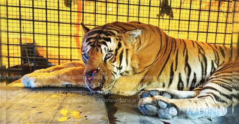 മുഖത്തും ദേഹത്തും ആഴത്തിലുള്ള മുറിവുകൾ ഗുരുതരം; നരഭോജിക്കടുവയുടെ ആരോഗ്യനിലയിൽ ആശങ്ക