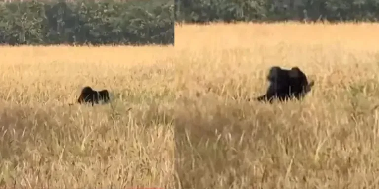 വയനാട്ടില്‍ കരടിയെ കാടുകയറ്റി; ആശ്വാസത്തില്‍ നാട്ടുകാര്‍