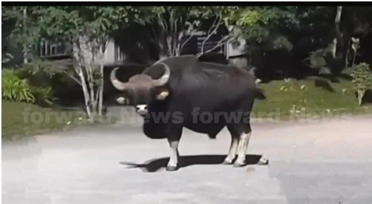 കക്കയത്ത് വിനോദസഞ്ചാരികളെ കാട്ടുപോത്ത് ആക്രമിച്ചു; അമ്മയ്ക്കും നാലുവയസ്സുകാരി മകൾക്കും പരിക്ക്