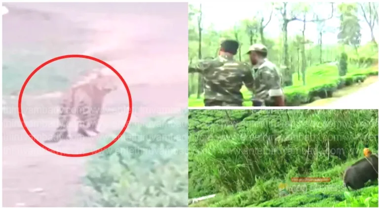 പന്തല്ലൂരിൽ കുഞ്ഞിനെ കടിച്ചുകൊന്ന പുലി പിടിയിൽ