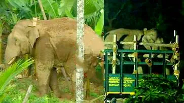 മാനന്തവാടിയെ വിറപ്പിച്ച കാട്ടാന തണ്ണീര്‍കൊമ്പന്‍ ചരിഞ്ഞു.