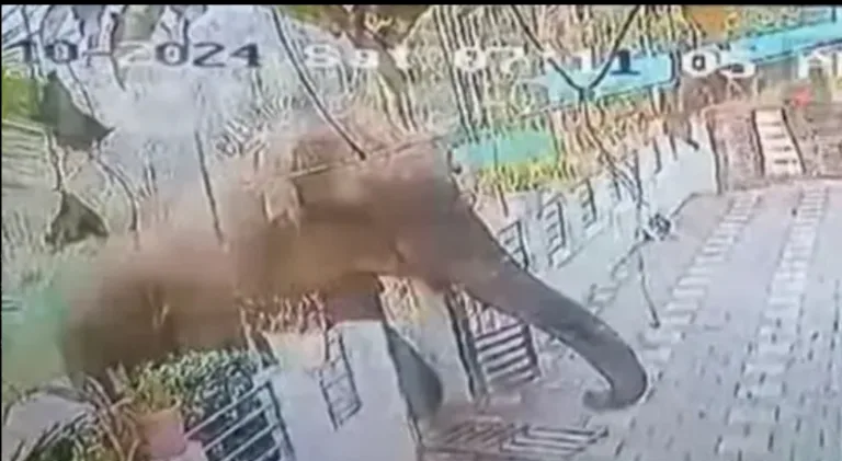 കാട്ടാനയുടെ ആക്രമണത്തിൽ ഒരാൾ കൊല്ലപ്പെട്ടു