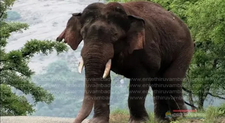 കാട്ടാന ആക്രമണത്തില്‍ ഈ വര്‍ഷം മാത്രം പൊലിഞ്ഞത് 3 ജീവൻ; വയനാട്ടില്‍ നാളെ യുഡിഎഫ് ഹര്‍ത്താല്‍