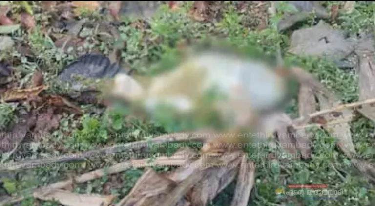 വയനാട്ടിൽ വീണ്ടും കടുവാഭീതി; പുല്‍പ്പള്ളിയില്‍ ആടിനെ കൊലപ്പെടുത്തി, ഭാഗികമായി ഭക്ഷിച്ച നിലയിൽ മൃതദേഹം