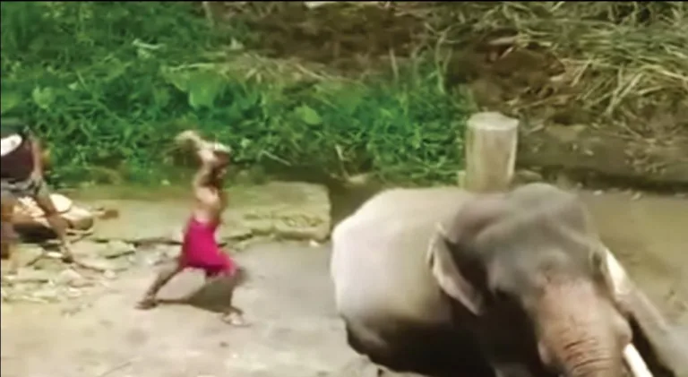 ഗുരുവായൂര്‍ ക്ഷേത്രത്തില്‍ ആനയ്ക്ക് പാപ്പാന്മാരുടെ ക്രൂരമര്‍ദനം; ഹൈക്കോടതി സ്വമേധയാ കേസെടുത്തു.
