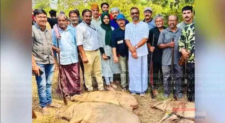 നാദാപുരത്ത് എട്ട് കാട്ടുപന്നികളെ വെടി വെച്ചു കൊന്നു