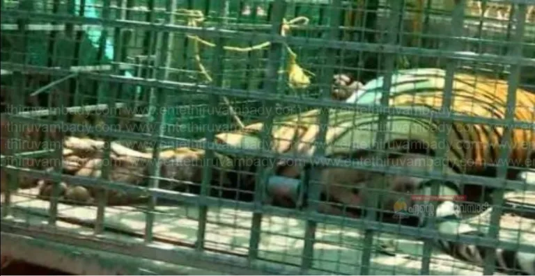 കണ്ണൂര്‍ കൊട്ടിയൂരിൽ നിന്ന് മയക്കുവെടി വെച്ച് പിടികൂടിയ കടുവ ചത്തു