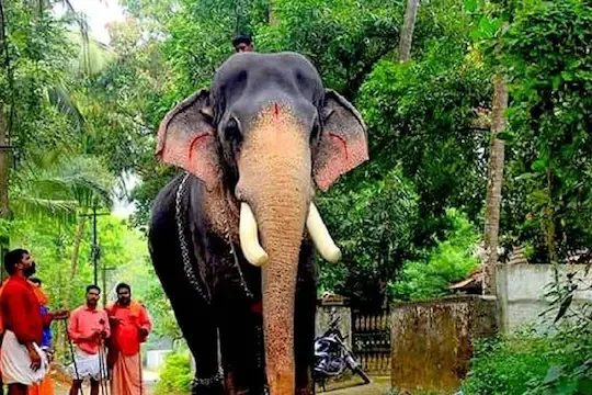 ആനപ്രേമികളുടെ പ്രിയതാരം ഗജരാജന്‍ മംഗലാംകുന്ന് അയ്യപ്പന്‍ ചരിഞ്ഞു