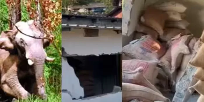 അരിക്കൊമ്പനെത്തുന്ന റേഷൻകട, ഇത്തവണ ചക്കകൊമ്പൻ; കൊടിമരം ചവിട്ടി ഫെൻസിങ് താഴെയിട്ടു, 4 ചാക്ക് അരി നശിപ്പിച്ചു
