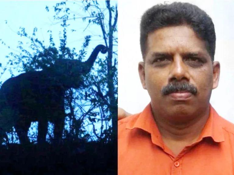 ആനയുടെ ആക്രമണത്തിൽ ഒരാൾ മരിച്ചു