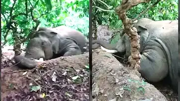 കാപ്പിത്തോട്ടത്തിനുള്ളിൽ കാട്ടാന ചരിഞ്ഞ നിലയിൽ