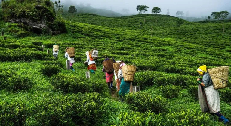 തോട്ടങ്ങളിൽ തൊഴിൽ വകുപ്പിന്റെ  പരിശോധന തുടരുന്നു; ലയങ്ങളുടെ ശോച്യാവസ്ഥ അടിയന്തിരമായി പരിഹരിച്ചില്ലെങ്കിൽ കർശന നടപടി