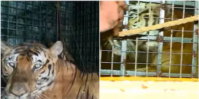 വയനാട് കേണിച്ചിറയിൽ പശുക്കളെ കൊന്ന കടുവ കൂട്ടിലായി