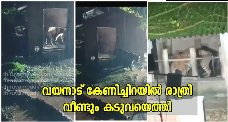 വയനാട് കേണിച്ചിറയിൽ രാത്രി വീണ്ടും കടുവയെത്തി; ദൃശ്യങ്ങൾ പുറത്ത്- വീഡിയോ