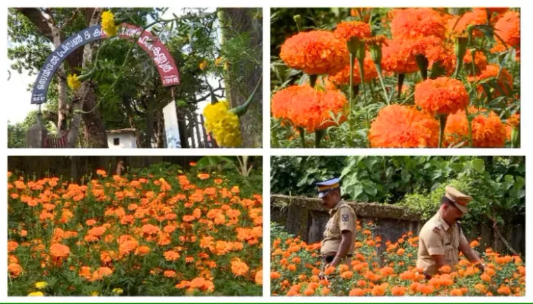 പൂക്കളത്തിലിടം പിടിക്കാൻ കണ്ണൂര്‍ സബ് ജയിലിലെ ചെണ്ടുമല്ലിപ്പൂക്കളും