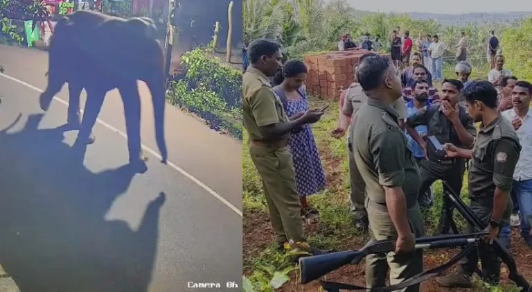 നാട്ടുകാരെ ഭീതിയിലാഴ്ത്തി കാട്ടാനയുടെ പരാക്രമം; ജനവാസ മേഖലയിൽ തുടരുന്നു, തുരത്താൻ തീവ്രശ്രമം