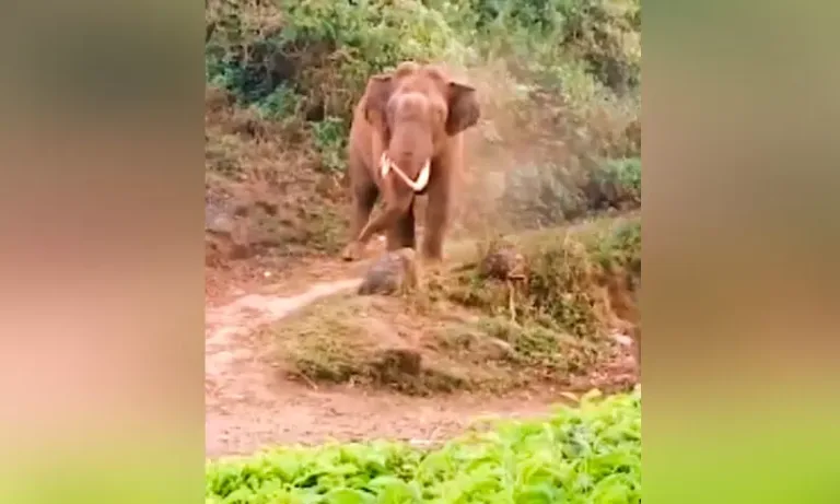 പടയപ്പ വീണ്ടും ജനവാസ മേഖലയിൽ