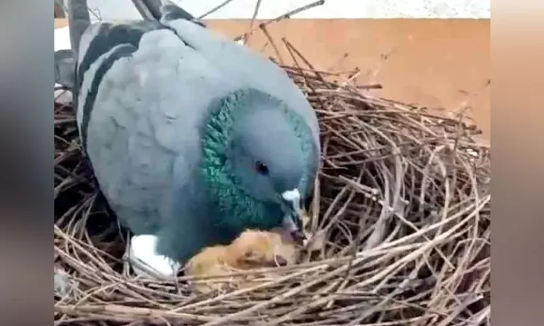 സ്നേഹത്തണലിൽ ‘പ്രാ​വേ​​ശ​നോ​ത്സ​വം’