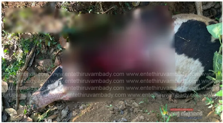 വയനാട് പെരുന്തട്ടയിൽ വീണ്ടും വന്യമൃഗ ആക്രമണം; പശുവിനെ കൊന്നു ഭക്ഷിച്ചു