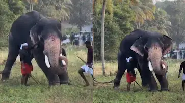 ചങ്ങരംകുളം മൂക്കുതല ക്ഷേത്രത്തിൽ നെറ്റിപ്പട്ടം കെട്ടി ഇറക്കുന്നതിനിടെ ആനയിടഞ്ഞു