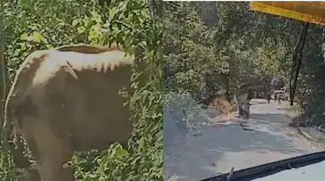 ചാലക്കുടി മലക്കപ്പാറ പാതയിൽ നടുറോഡിൽ നിലയുറപ്പിച്ച് മുറിവാലൻ, ഗതാഗത തടസം.