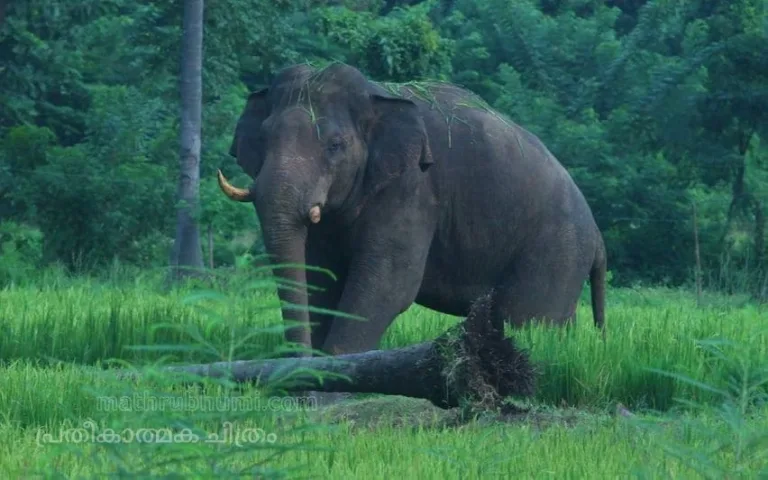 തൃശ്ശൂരില്‍ കാട്ടാന ആക്രമണം; 60 കാരന്‍ കൊല്ലപ്പെട്ടു