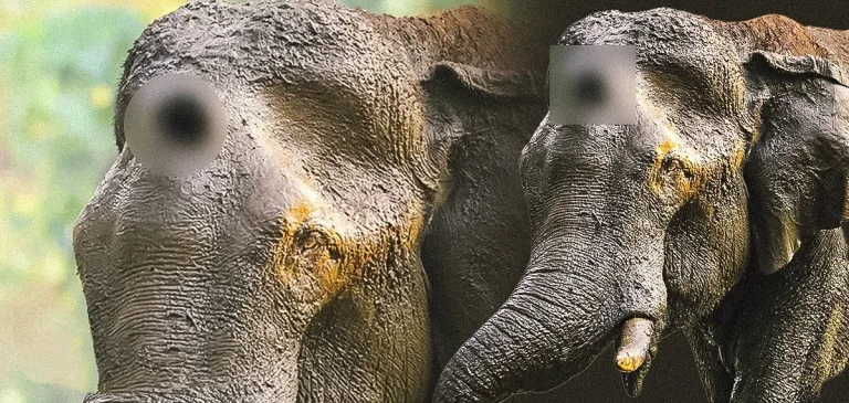 അതിരപ്പിള്ളിയിൽ മസ്തകത്തിൽ മുറിവേറ്റ കൊമ്പൻ ചരിഞ്ഞു