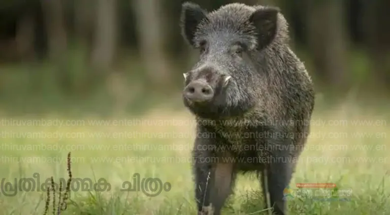 കിണറ്റിൽ വീണ കാട്ടുപന്നിയെ കൊന്ന് കറി വെച്ചു കഴിച്ചു; നാദാപുരം വളയത്ത് അഞ്ച് യുവാക്കൾ പിടിയിൽ