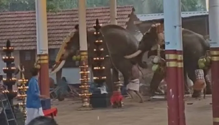 കൊയിലാണ്ടിയിൽ ആന ഇടഞ്ഞ സംഭവം; പടക്കം പൊട്ടുന്ന ശബ്ദം കേട്ട് ഇടഞ്ഞെന്ന് റിപ്പോട്ട്, പോസ്റ്റ്മോർട്ടം ഇന്ന്