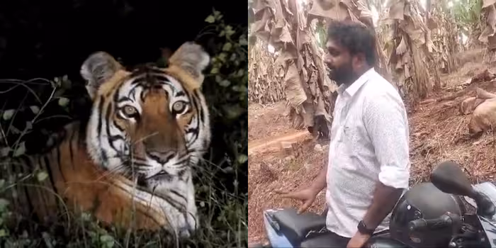 പറഞ്ഞതെല്ലാം പച്ചക്കള്ളം! കരുവാരക്കുണ്ടിൽ യുവാവ് പ്രചരിപ്പിച്ച കടുവയുടെ വീഡിയോ എഡിറ്റ് ചെയ്തത്, പരാതി നൽകി