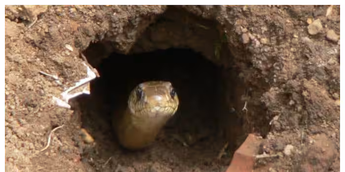 പാമ്പിന്റെ മാളം എങ്ങനെ തിരിച്ചറിയാം?
