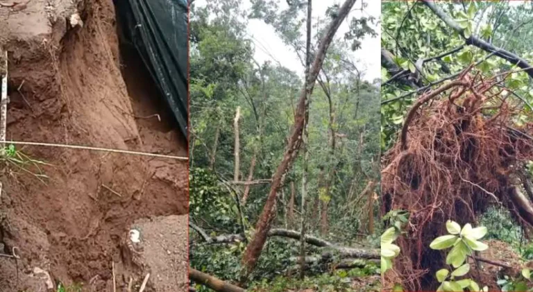 സംസ്ഥാനത്ത് കനത്ത മഴ തുടരുന്നു; വ്യാപക നാശനഷ്ടം; കൺട്രോൾ റൂമുകൾ തുറന്നു