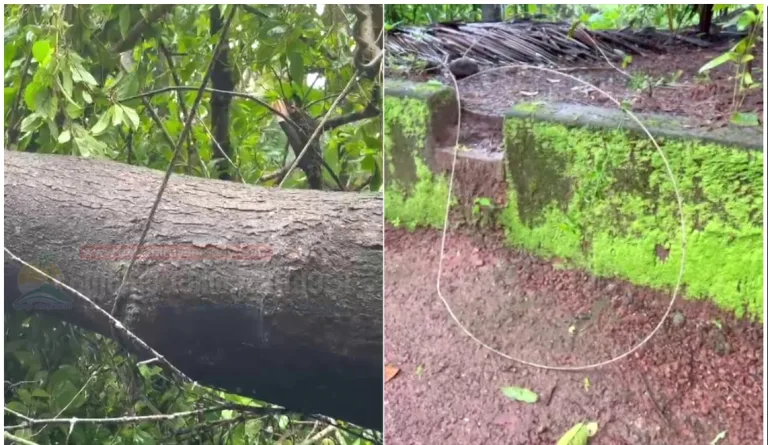 വടകരയിൽ വൈദ്യുതി ലൈൻ വീട്ടുമുറ്റത്തേക്ക് പൊട്ടി വീണു, ഷോക്കേറ്റ് വീട്ടമ്മക്ക് ദാരുണാന്ത്യം