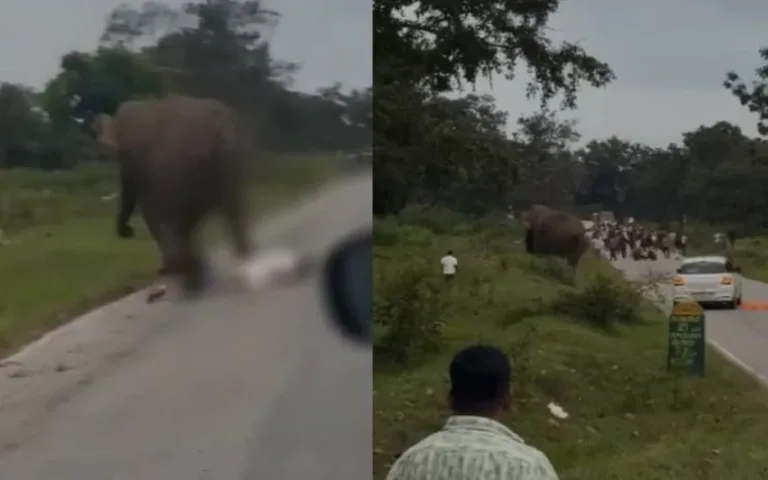 സെൽഫിക്കിടെ കാട്ടാന ആക്രമണം; സഞ്ചാരിക്ക് പിഴയിട്ട് വനംവകുപ്പ്