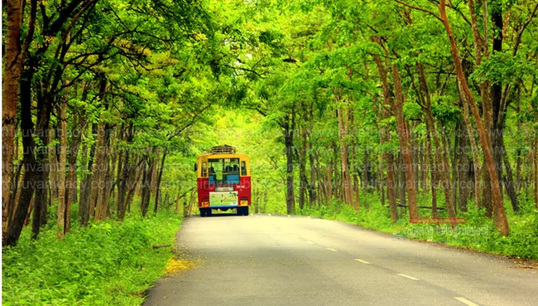 വന്യജീവികളുടെ ഫോട്ടോ എടുക്കാൻ ബസ് നിർത്തരുത്; കെഎസ്ആർടിസിക്ക് വനം വകുപ്പിന്റെ മുന്നറിയിപ്പ്