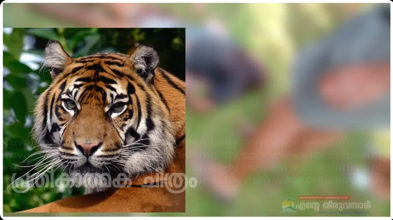വയനാട്ടില്‍ കടുവ ആക്രമണം; ഒരാള്‍ കൊല്ലപ്പെട്ടു