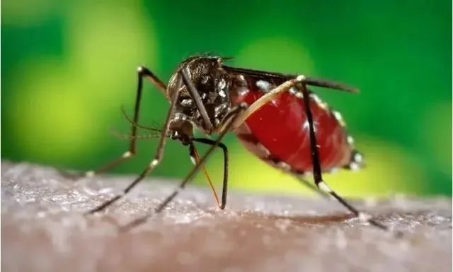 ഡെങ്കിപ്പനി വ്യാപനം രൂക്ഷം: പനിബാധിതരുടെ എണ്ണം ഉയരുന്നു; ആശങ്കയിൽ കേരളം